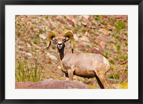 Framed Peninsular Bighorn Sheep Print