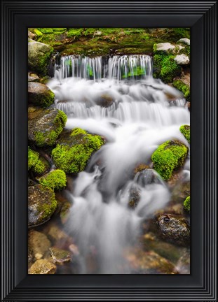 Framed Fern Spring, California Print