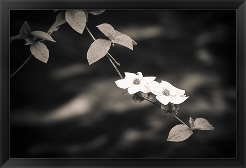 Framed Mountain Dogwood Above The Merced River (BW) Print