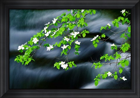 Framed Mountain Dogwood Above The Merced River Print