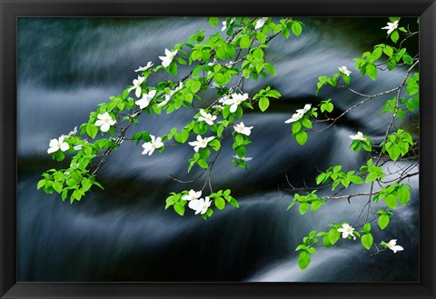 Framed Mountain Dogwood Above The Merced River Print