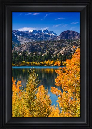Framed Golden Fall Aspens At June Lake Print
