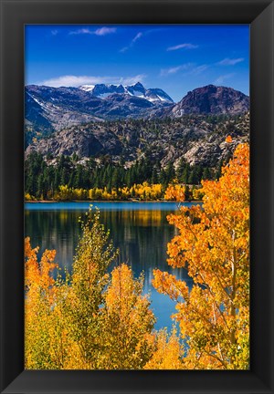 Framed Golden Fall Aspens At June Lake Print