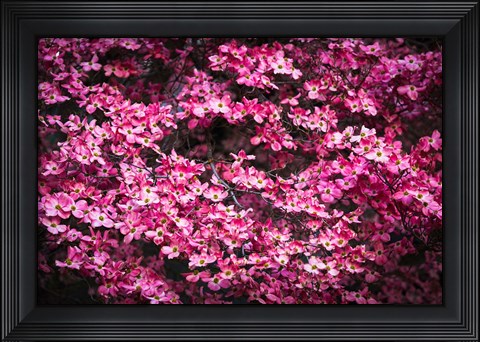 Framed Pink Dogwood, California Print
