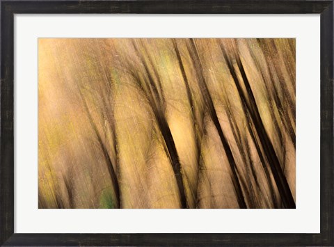 Framed Forest Abstract, California Print