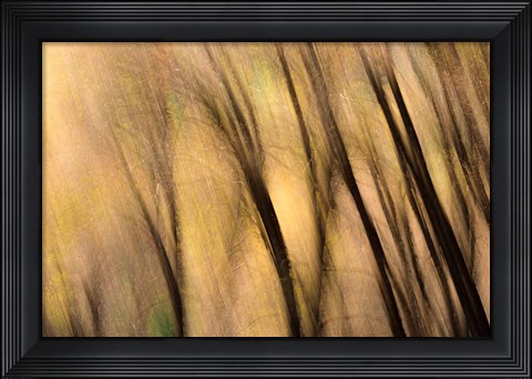 Framed Forest Abstract, California Print