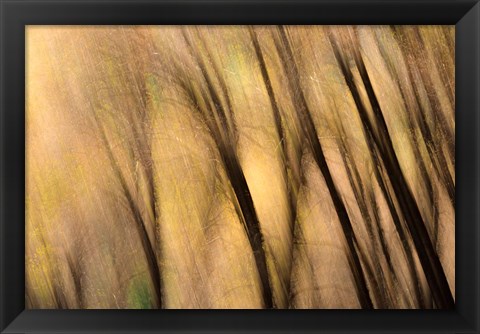 Framed Forest Abstract, California Print