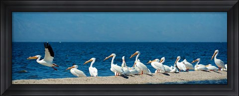 Framed Panoramic Pelicans On The Shore Of The Salton Sea Print