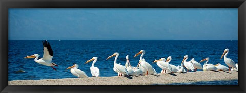 Framed Panoramic Pelicans On The Shore Of The Salton Sea Print