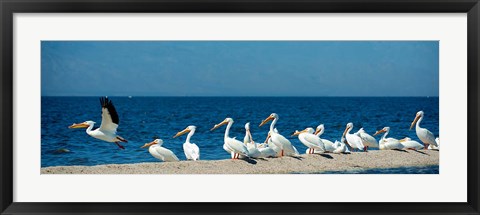 Framed Panoramic Pelicans On The Shore Of The Salton Sea Print