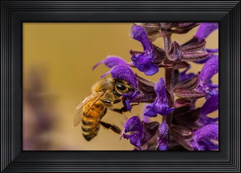 Framed Honey Bee On Salvia Blossoms Print