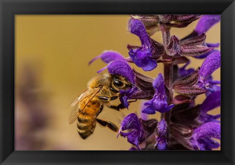 Framed Honey Bee On Salvia Blossoms Print