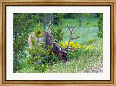 Framed Bull Elk Grazing In Rocky Mountain National Park Print