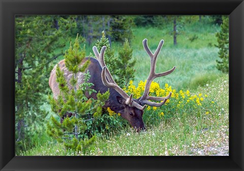 Framed Bull Elk Grazing In Rocky Mountain National Park Print