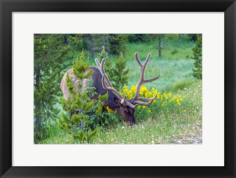 Framed Bull Elk Grazing In Rocky Mountain National Park Print