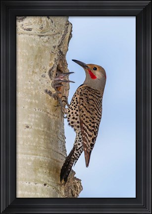 Framed Red-Shafted Flicker Outside Of Its Tree Hole Nest Print