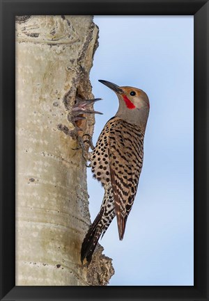 Framed Red-Shafted Flicker Outside Of Its Tree Hole Nest Print