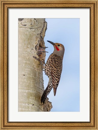 Framed Red-Shafted Flicker Outside Of Its Tree Hole Nest Print