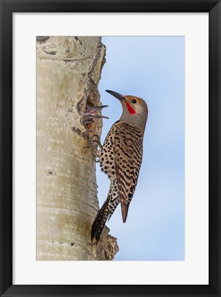 Framed Red-Shafted Flicker Outside Of Its Tree Hole Nest Print