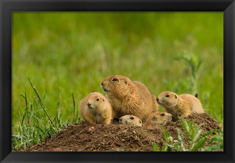 Framed Prairie Dog Family On A Den Mound Print