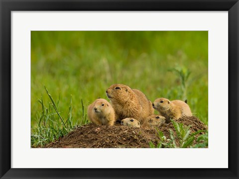 Framed Prairie Dog Family On A Den Mound Print