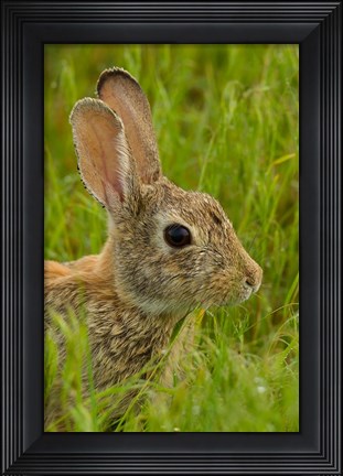 Framed Side Portrait Of A Cottontail Rabbit Print