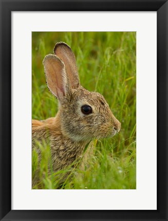 Framed Side Portrait Of A Cottontail Rabbit Print