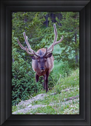 Framed Bull Elk In The Rocky Mountain National Park Forest Print