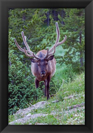 Framed Bull Elk In The Rocky Mountain National Park Forest Print