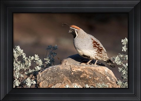Framed Gambel&#39;s Quail On A Rock Print