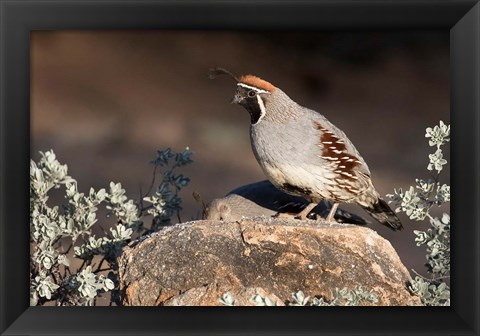 Framed Gambel&#39;s Quail On A Rock Print