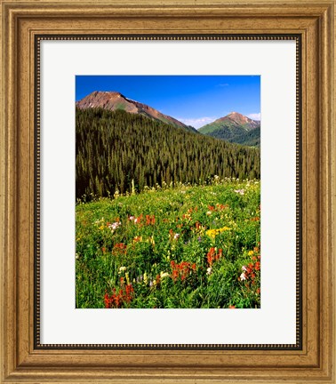 Framed Wildflowers In Meadow Of The Maroon Bells-Snowmass Wilderness Print