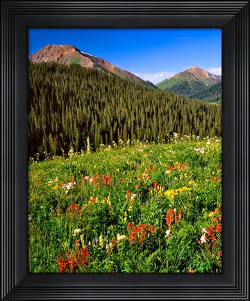 Framed Wildflowers In Meadow Of The Maroon Bells-Snowmass Wilderness Print