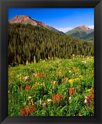 Framed Wildflowers In Meadow Of The Maroon Bells-Snowmass Wilderness Print