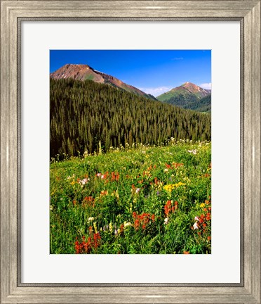 Framed Wildflowers In Meadow Of The Maroon Bells-Snowmass Wilderness Print