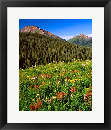 Framed Wildflowers In Meadow Of The Maroon Bells-Snowmass Wilderness Print