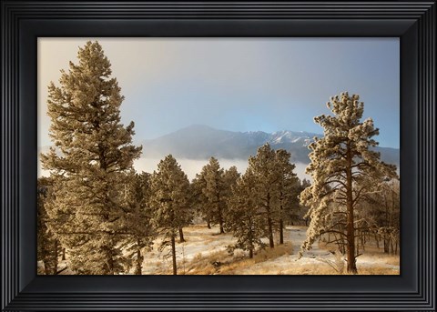Framed Frost On Ponderosa Pine Trees Of The Pike National Forest Print