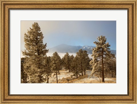 Framed Frost On Ponderosa Pine Trees Of The Pike National Forest Print