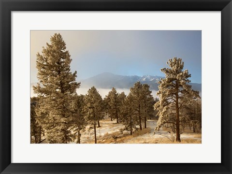 Framed Frost On Ponderosa Pine Trees Of The Pike National Forest Print