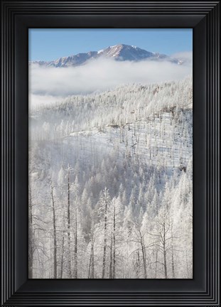 Framed Hoarfrost Coats The Trees Of Pike National Forest Print