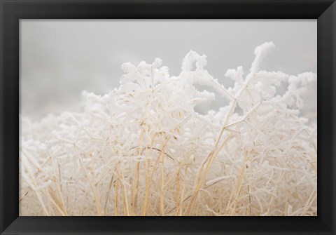 Framed Dried Winter Grasses Covered In Hoarfrost Print