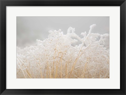 Framed Dried Winter Grasses Covered In Hoarfrost Print