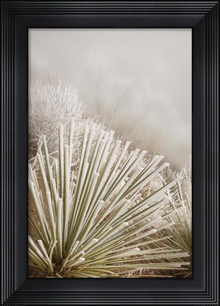 Framed Soapweed Yucca Covered In Hoarfrost Print