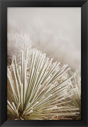 Framed Soapweed Yucca Covered In Hoarfrost Print