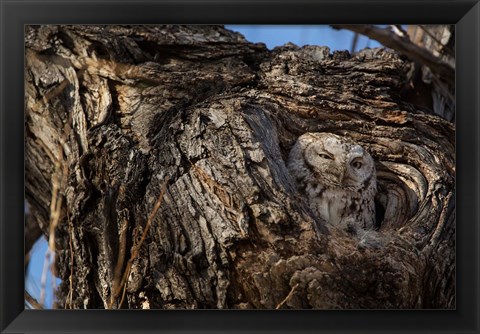 Framed Eastern Screech Owl In Its Nest Opening Print