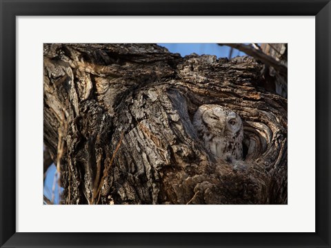 Framed Eastern Screech Owl In Its Nest Opening Print