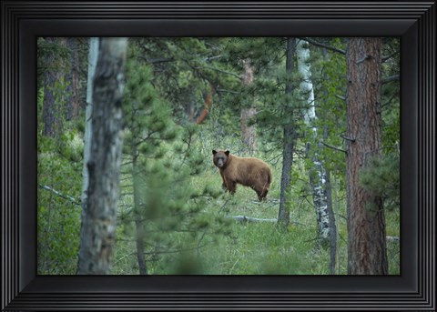 Framed Cinnamon Phase Black Bear In A Forest Print