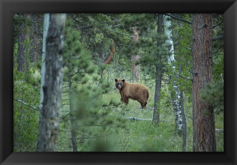 Framed Cinnamon Phase Black Bear In A Forest Print