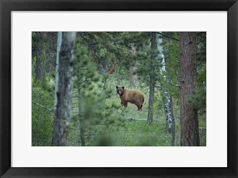 Framed Cinnamon Phase Black Bear In A Forest Print