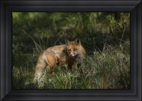 Framed Red Fox In A Meadow Print